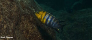 Tropheops sp. 'red cheek' Mitande Reef